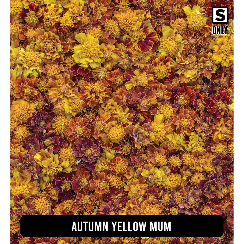 Fall/ Thanksgiving Orajet 3164 Patterned Adhesive Vinyl (11" x 12")